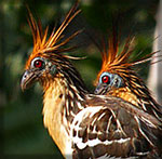Hoatzin - vogels van de Orinoco Delta